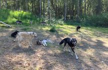 Intimate Visit of an Alaskan Off-Grid Homestead with Sled Dogs - Talkeetna