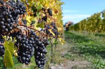 Lyttelton Shore Excursion - City Highlights & Waipara Wine Tour 
