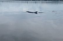 Dolphin and Manatee Tour of Marco Island by Kayak or SUP