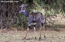7-Day Amboseli Park, Lake Nakuru, Maasai Mara Park