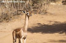 7-Day Amboseli Park, Lake Nakuru, Maasai Mara Park