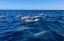 Afternoon Half Day Fishing Charter