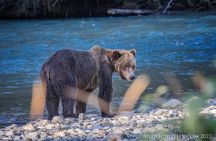 Grizzly Bear Expedition