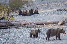 Grizzly Bear Expedition