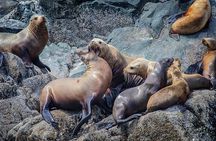 7 Hour Big Animal Encounter