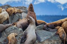 4 Hour Afternoon Whale Watching Tour