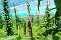 Exploring Kampot: A Memorable Tour from Sihanoukville