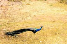 Guided Tours In Sri Lanka - Private Tour Guides with Car