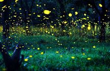 Magical Fireflies Tour