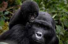3 Days gorilla trekking Safari tour in Uganda