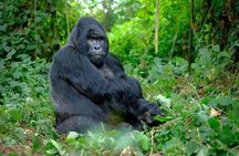 3 Days gorilla trekking Safari tour in Uganda
