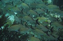 Nature Day, Sian Kaan Biosphere Tour! Round Transportation from Tulum City