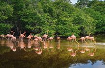 Sanctuary of Flamingos Day Tour 