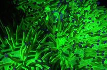 Fluorescent snorkeling with ultraviolet flashlights