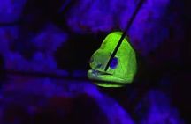 Fluorescent snorkeling with ultraviolet flashlights