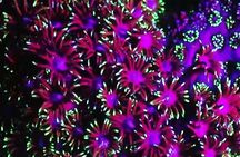 Fluorescent snorkeling with ultraviolet flashlights