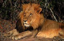3 Days Masai Mara Magical Safari