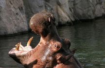 From Buenos Aires: Temaiken Biopark with Transfer and Tickets