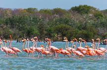 Sanctuary of Flamingos Day Tour 