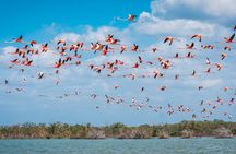 Sanctuary of Flamingos Day Tour 