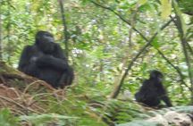 3 Days Bwindi Gorilla Trekking tour