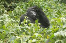 2 Days Gorilla Trekking in Bwindi through Kigali