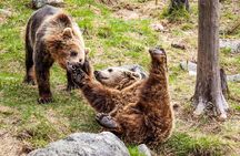 Trip to Ranua Wildlife Park
