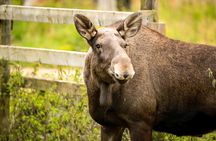 Trip to Ranua Wildlife Park