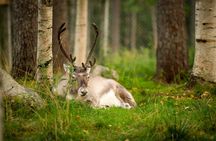 Trip to Ranua Wildlife Park