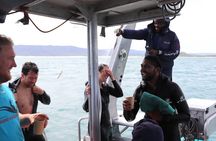 Shark Cage Diving and Viewing - Self drive