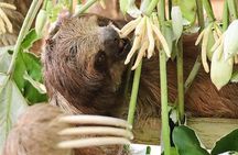 Private Tour to Monkey and Sloth Sanctuary with Optional Add-Ons and Stops