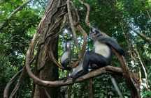 2 Days 1 Night in THE JUNGLE Mount Leuser ( See ORANGUTAN) 