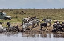 Tanzania Wildlife Safari Budget Camping