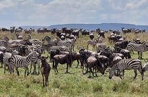 Tanzania Wildlife Safari Budget Camping