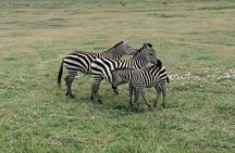 3-Day Private budget safari 