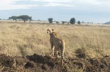 3-Day Private budget safari 