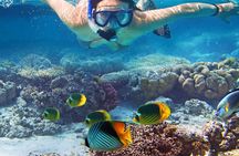 Explore Turtle Canyons Waikiki Snorkel and Sail Adventure