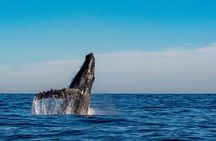 Private Whale Watching Sailing Adventure