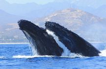 Los Cabos Whale Watching (Transportation and Pictures Included)