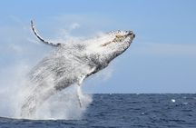 Los Cabos Whale Watching (Transportation and Pictures Included)
