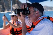 Los Cabos Whale Watching (Transportation and Pictures Included)