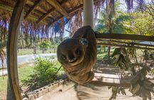 Private Tour to Monkey and Sloth Sanctuary with Optional Add-Ons and Stops