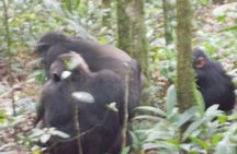 4 Days Gorilla and Chimps trek safari
