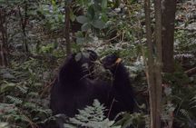 4 Days Gorilla and Chimps trek safari