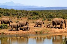 Aquila Safari Experience Full Day Tour from Cape Town