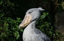 1 Day Mabamba swamp bird watching trip