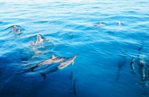3 Hour Big Island Dolphin Watch Boat Tour, Snorkeling & BBQ Lunch