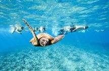 Hawaii Snorkeling with Turtles Boat Tour in Waikiki
