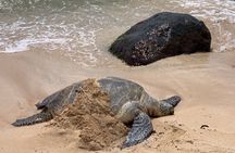 Next Level Oahu Circle Island and Swim w/Turtles Tour