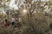 3 Hour Forest Bathing at Kings Park and Botanic Garden